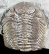 Long Eldredgeops Trilobite - Paulding, Ohio #55456-4
